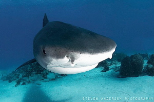 Incoming for a closer look!!!! Emma at Tiger Beach Bahamas by Steven Anderson 